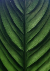 Symmetrical Close-Up of a Vibrant Banana Leaf