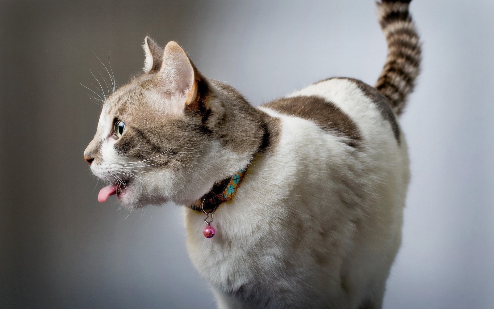 Кот ходит с высунутым языком (котёнок, гавана браун, эгейская кошка, американский вахта, american wirehair)