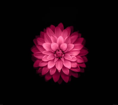 beautiful, black, flower, lotus, pink