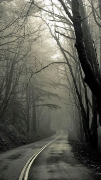 Gorgeous Gray Road Surrounded by Trees at Sunrise