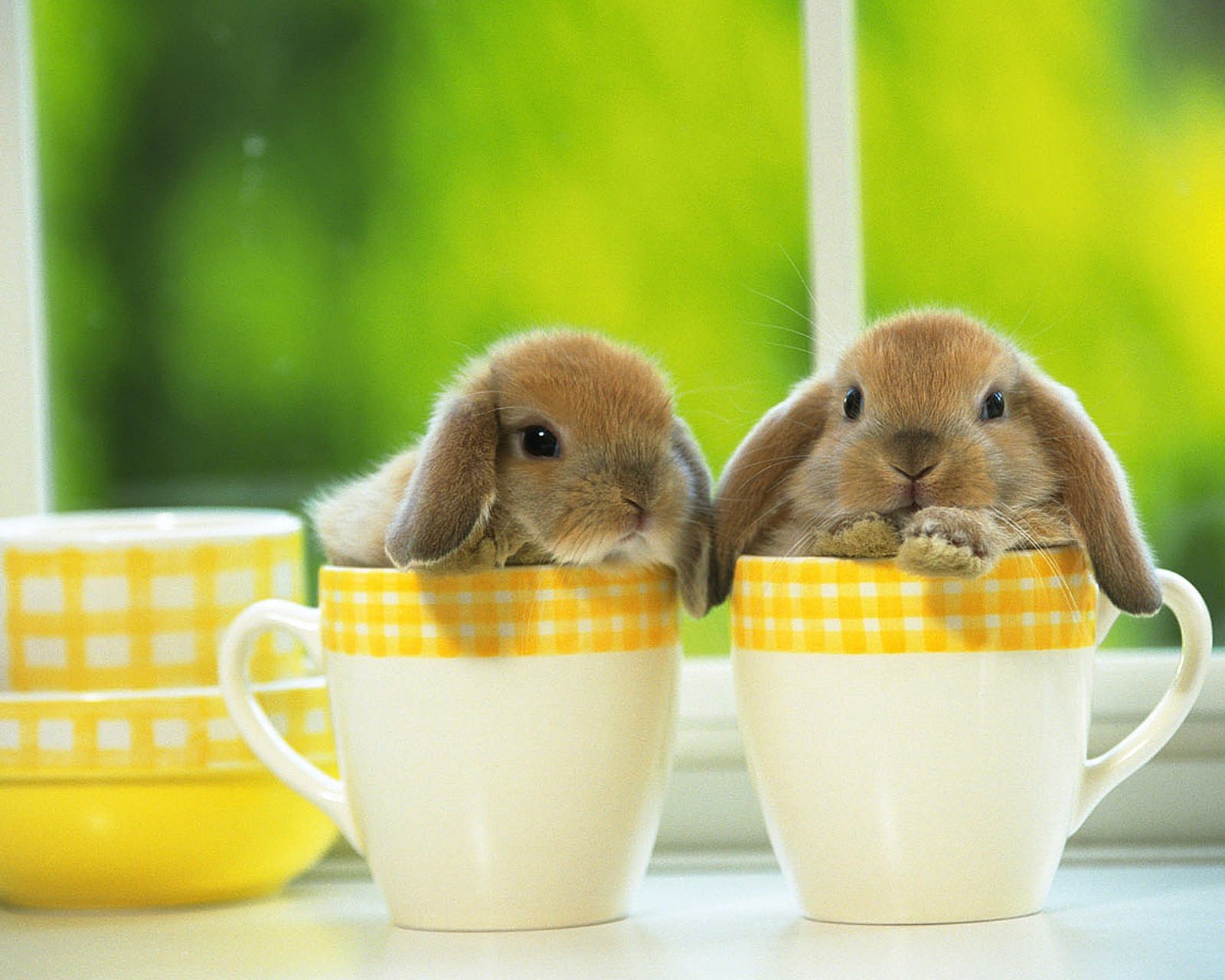 Téléchargez le fond d'écran lapins, mignon