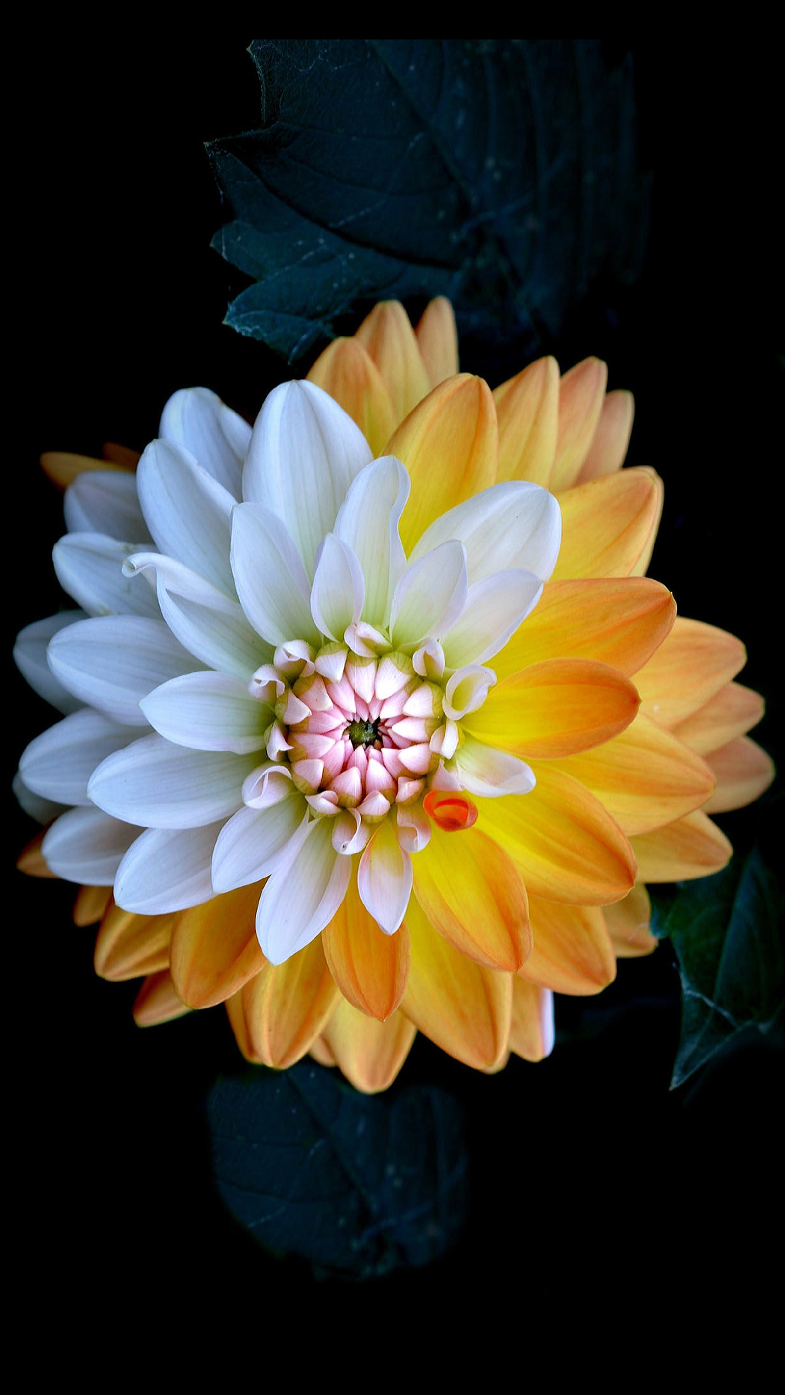 There is a yellow and white flower with a black background (background, flower, nature)