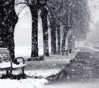 Snowy Roadside Benches Surrounded by Winter Trees