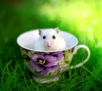 Lovely white mouse nestled in a floral teacup on lush green grass.