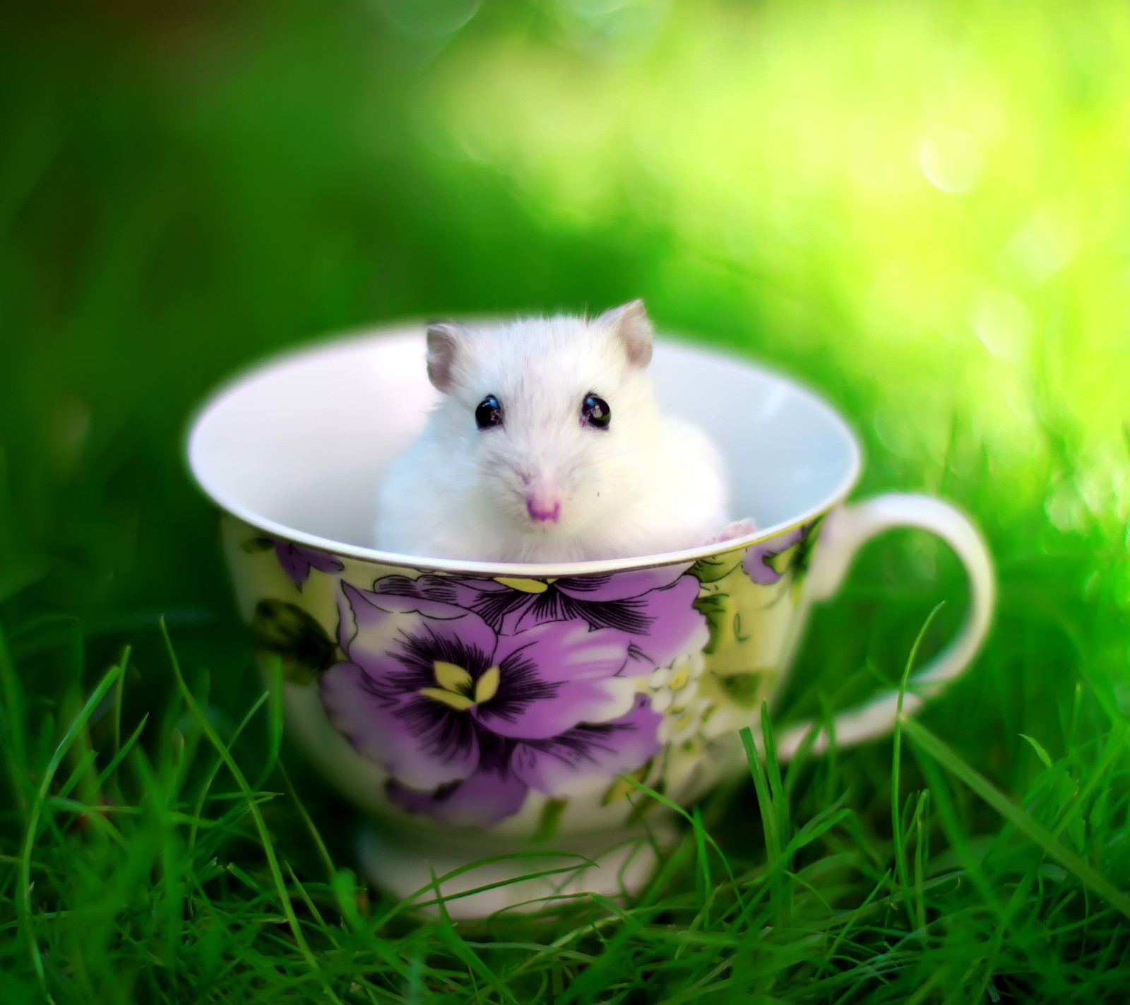 Há um pequeno hamster branco sentado em uma xícara na grama. (animais, lovely mice in the teacup)