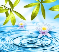 abstract, lotus, water flowers wallpaper