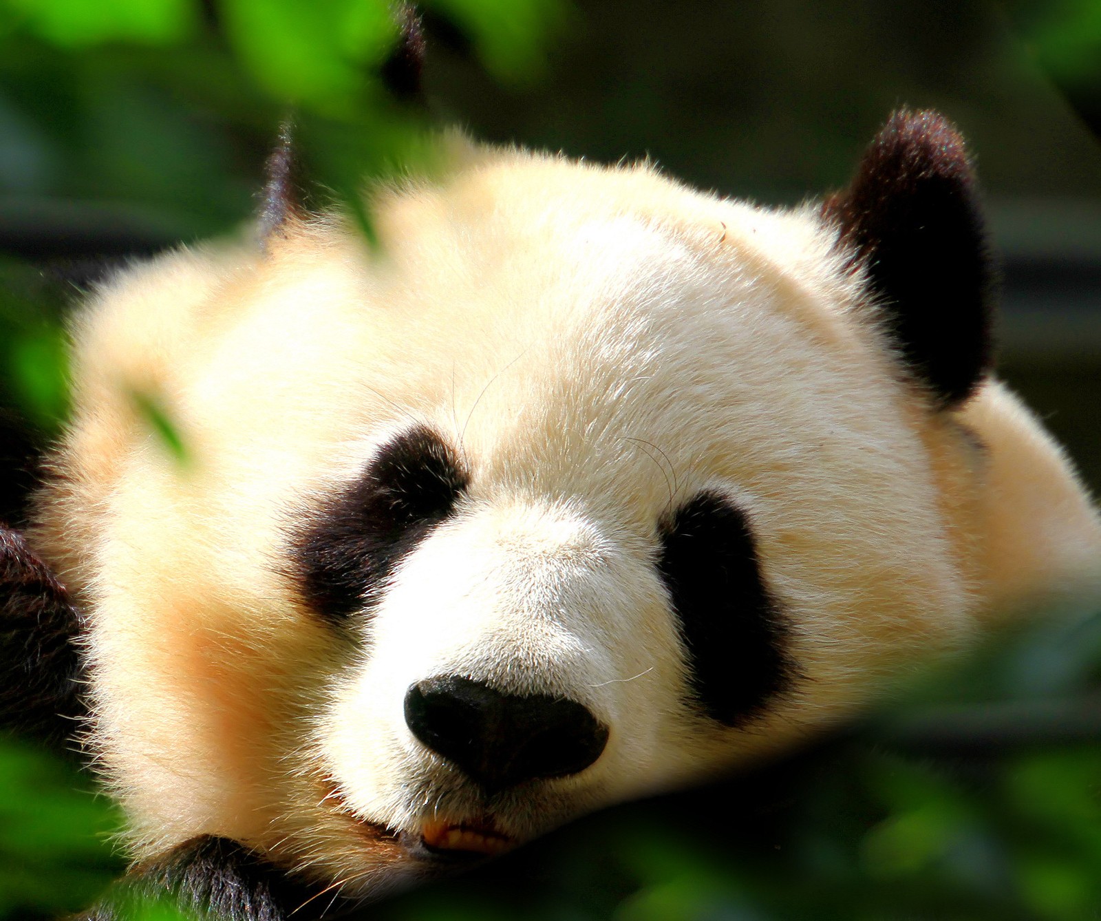 Un panda allongé sur une branche d'arbre les yeux fermés (nature, panda)