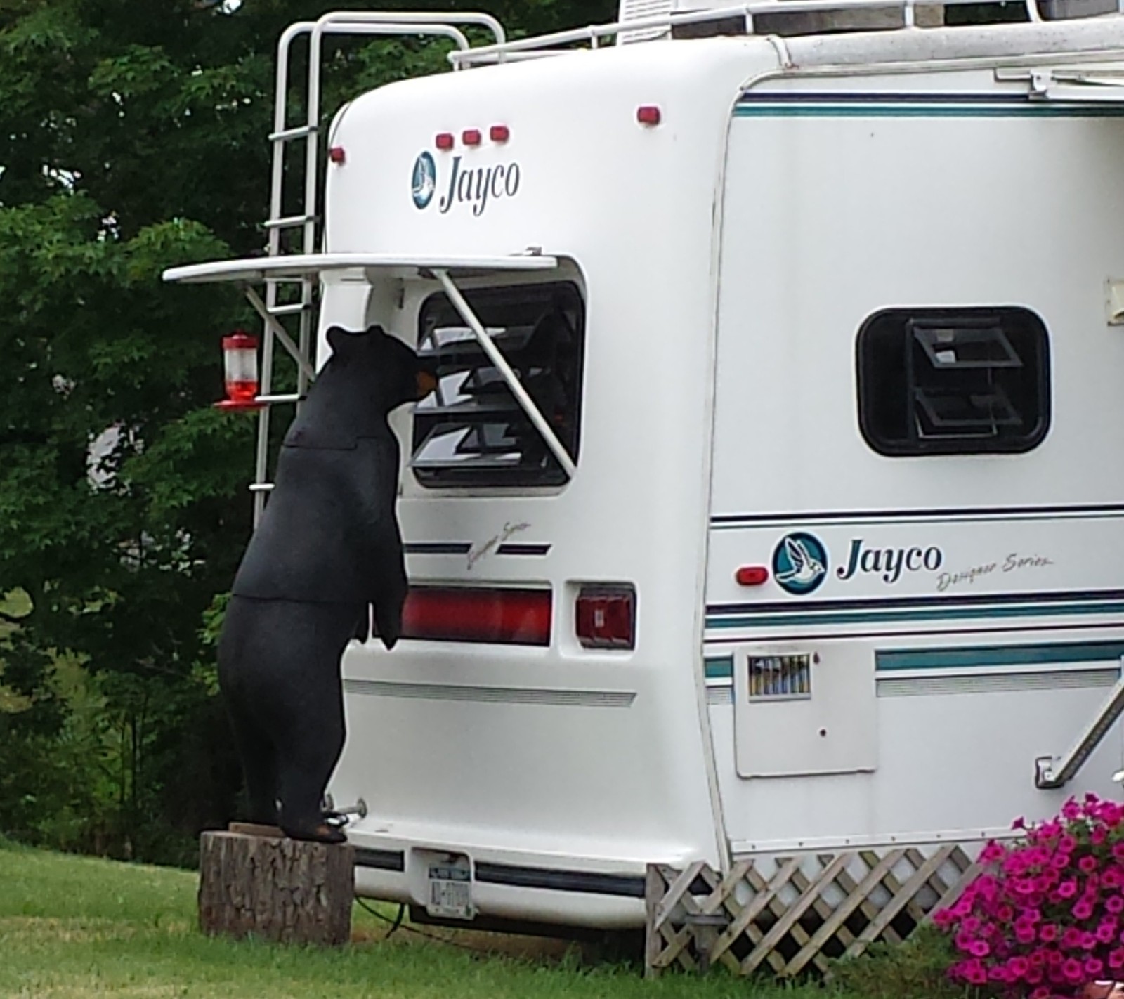 Ein schwarzer bär klettert in den rücken eines campers (bär, camping, lustig, anhänger)