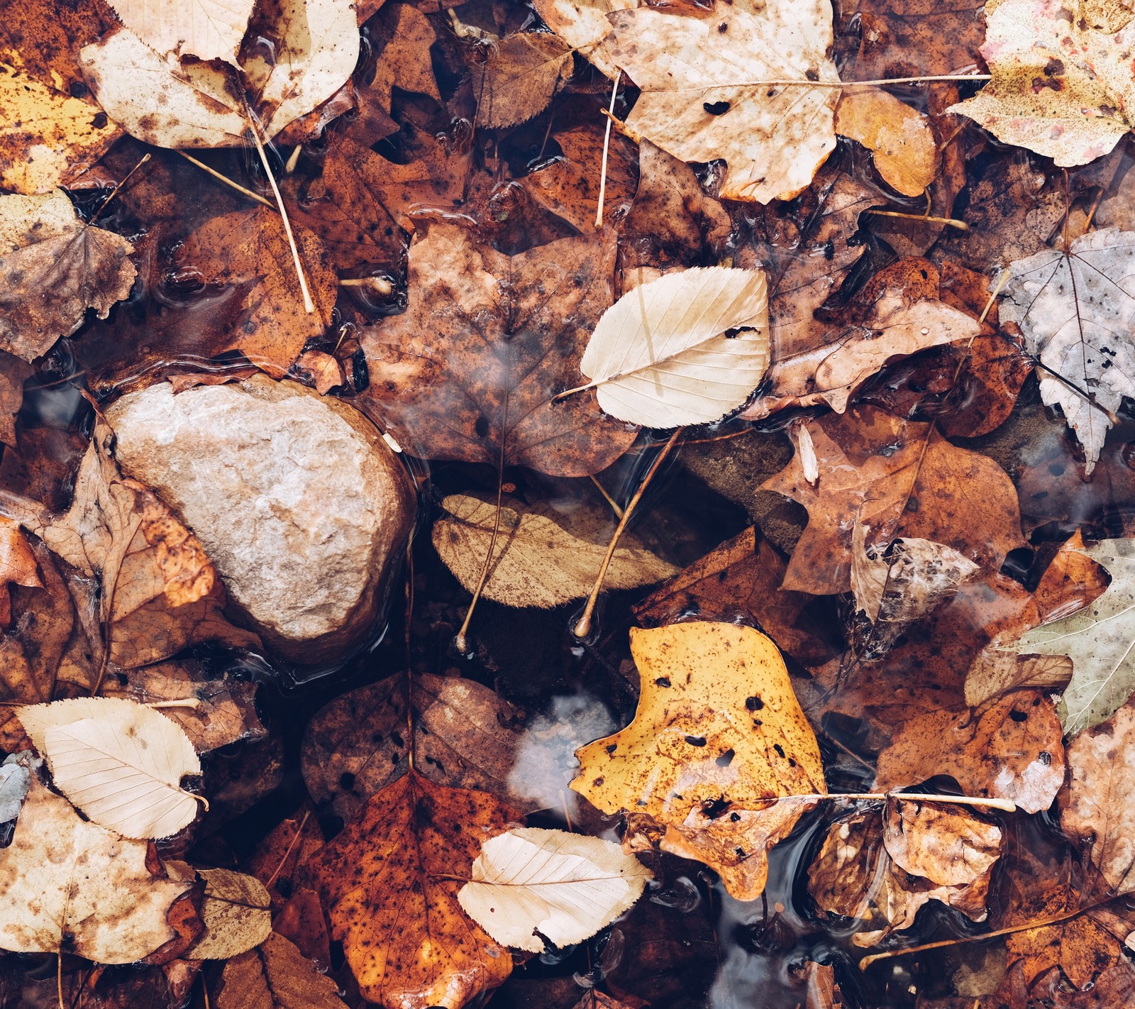 Téléchargez le fond d'écran automne, nature, zedgefall17