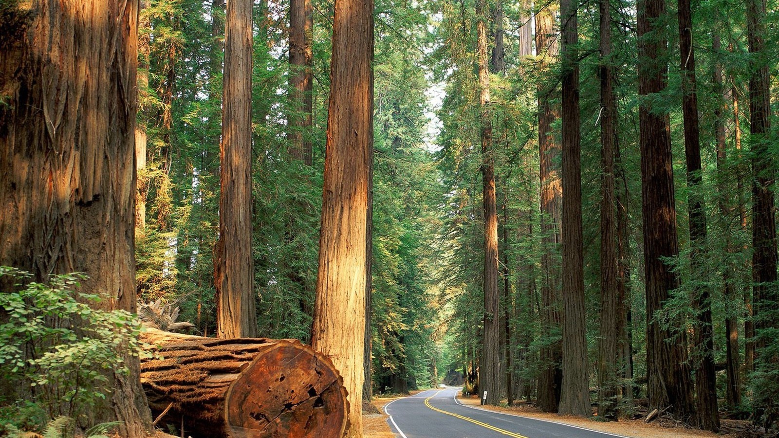 Um close de um tronco de árvore em uma estrada na floresta (sequoia costeira, sequoia gigante, árvore, floresta, caminho)