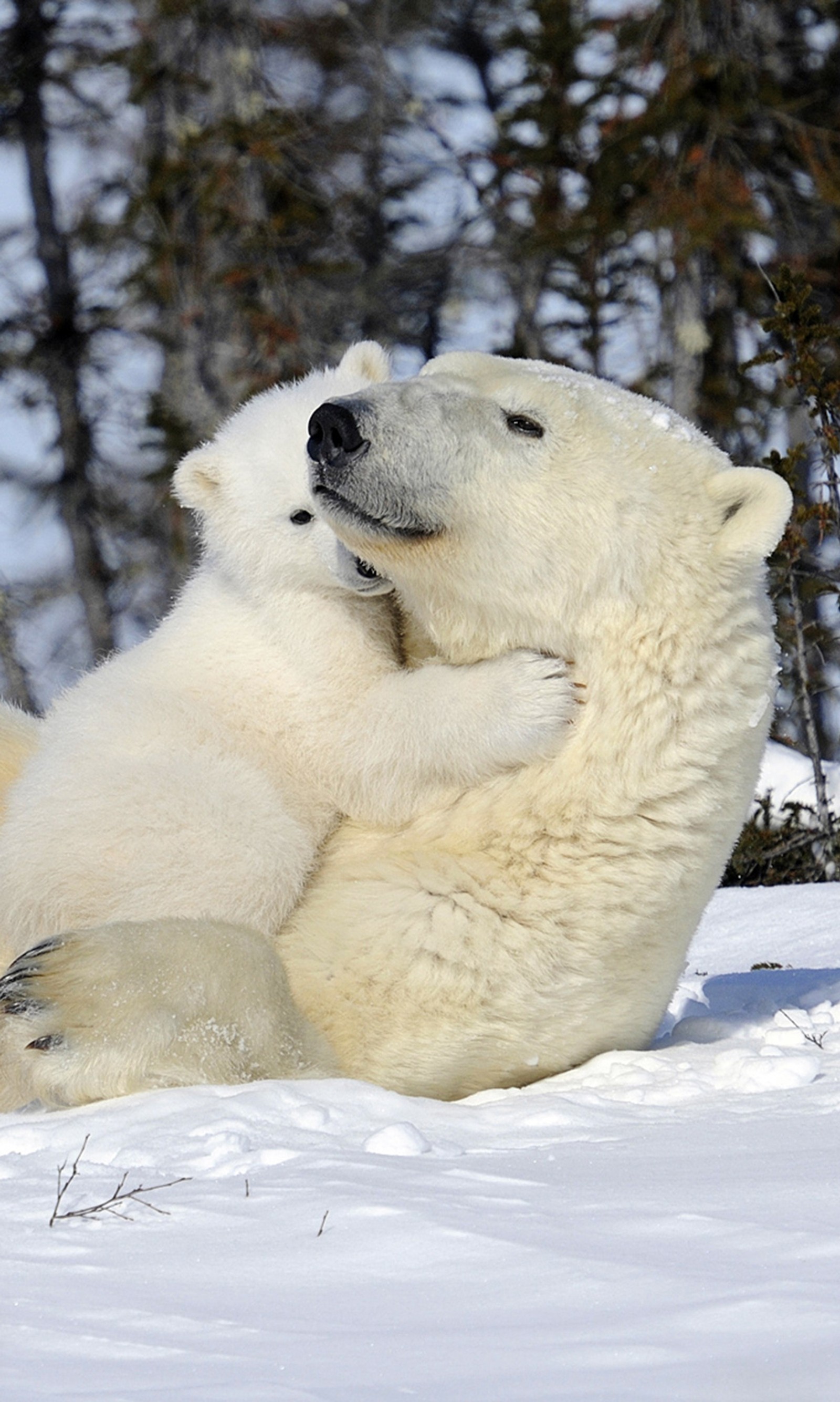 Zwei eisbären liegen im schnee (niedlich, mon, eisbär, sohn)