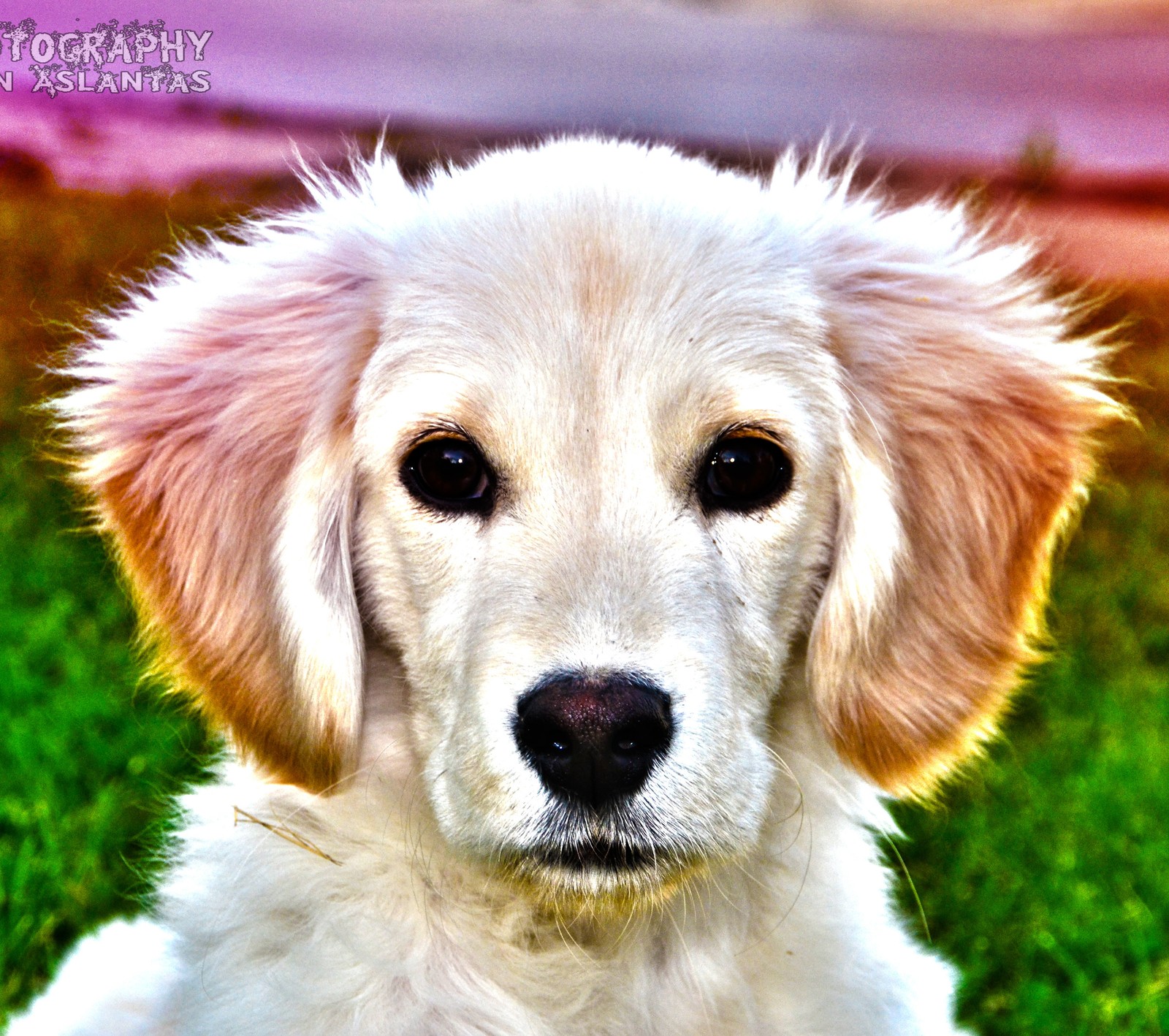 Descargar fondo de pantalla golden retriever, pavo