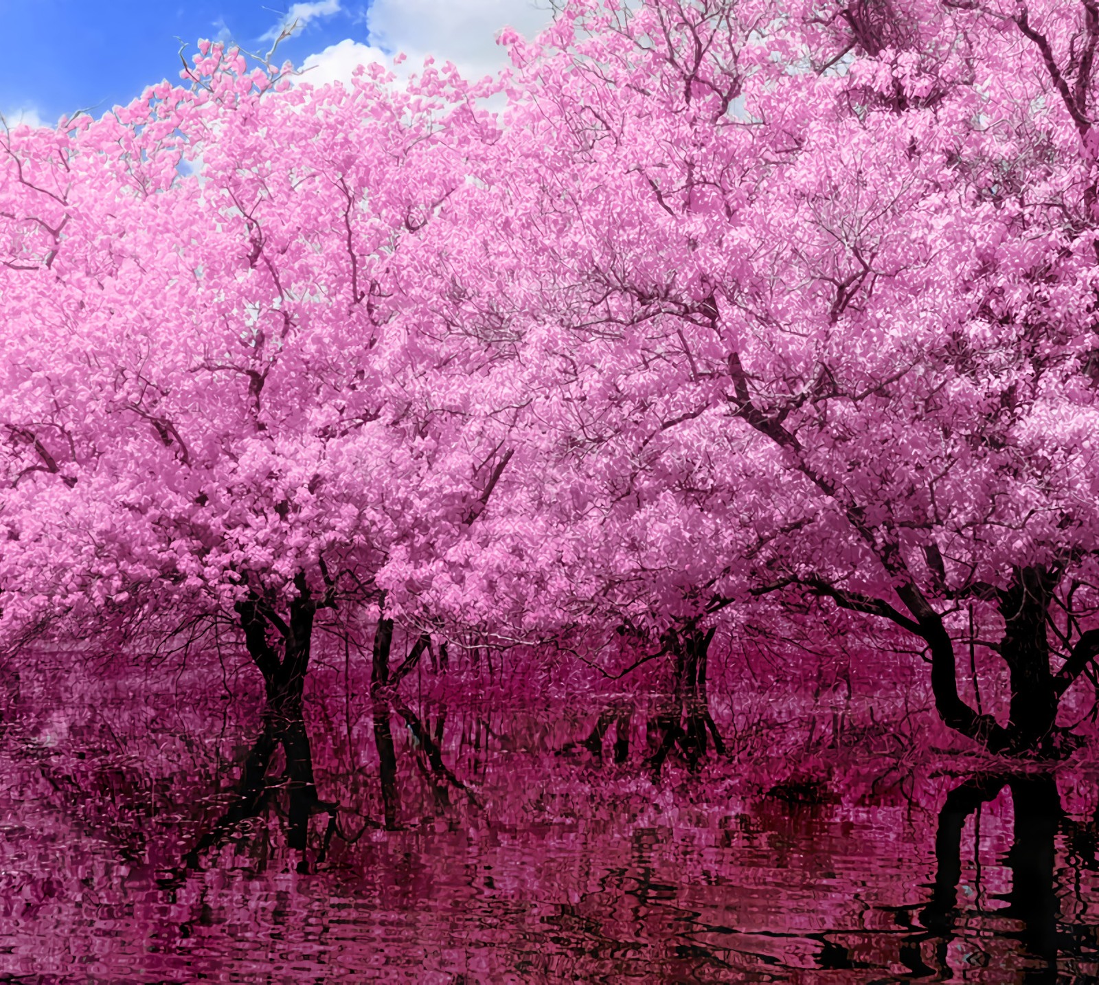 There are many pink trees in the water and a blue sky (naturaleza, paisaje, rosa)