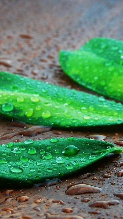 bokeh, gotas, verde, folhas, macro