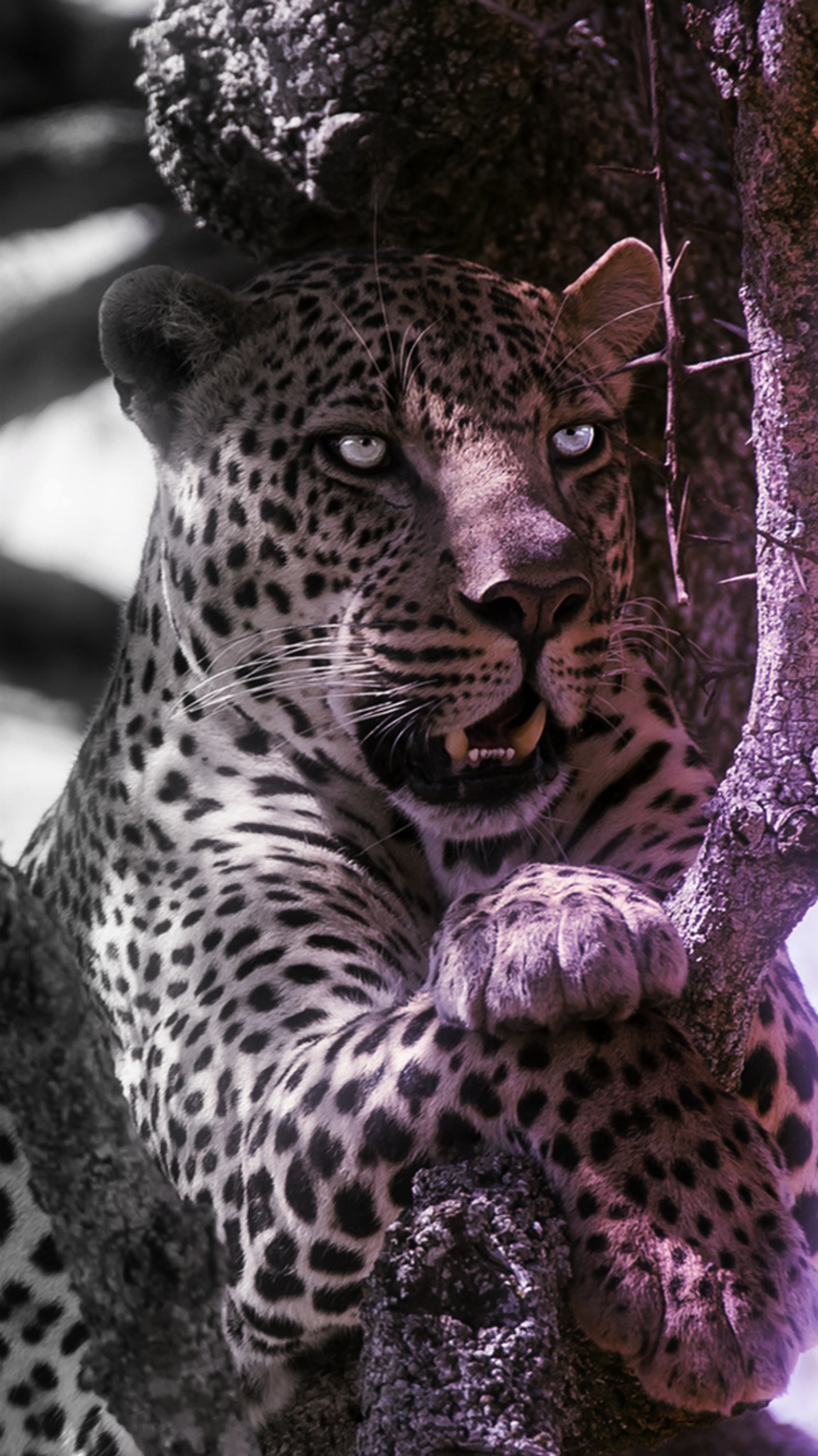 leopard, wild wallpaper