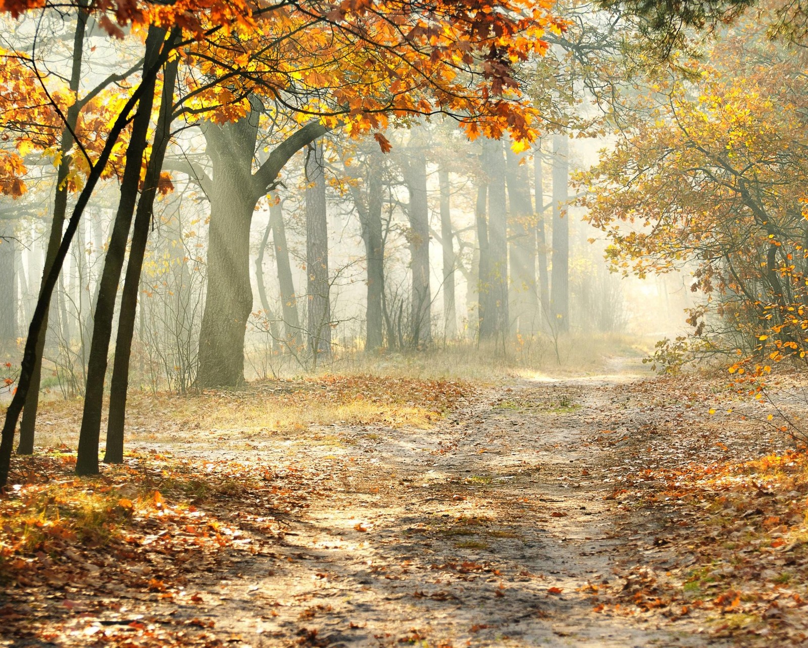 Un chemin sinueux dans les bois avec des arbres et des feuilles sur le sol (automne, tombé, feuilles, nature, arbres)