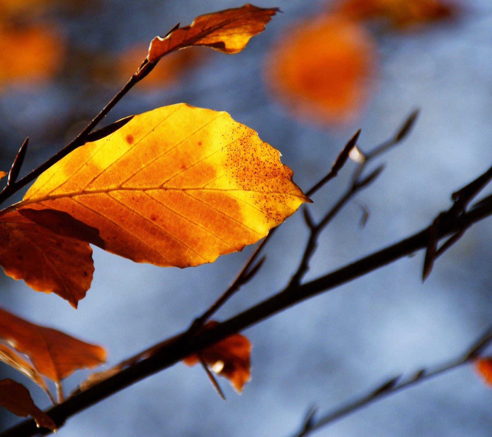 A close up of a leaf on a tree branch with a blue sky in the background (autumn, colours, leaf, orange)