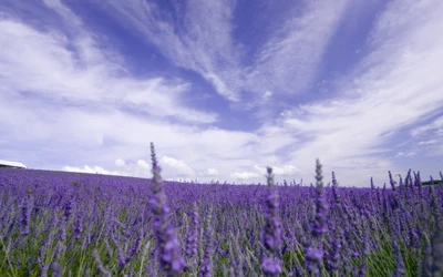 Vibrante campo de lavanda inglês sob um céu azul