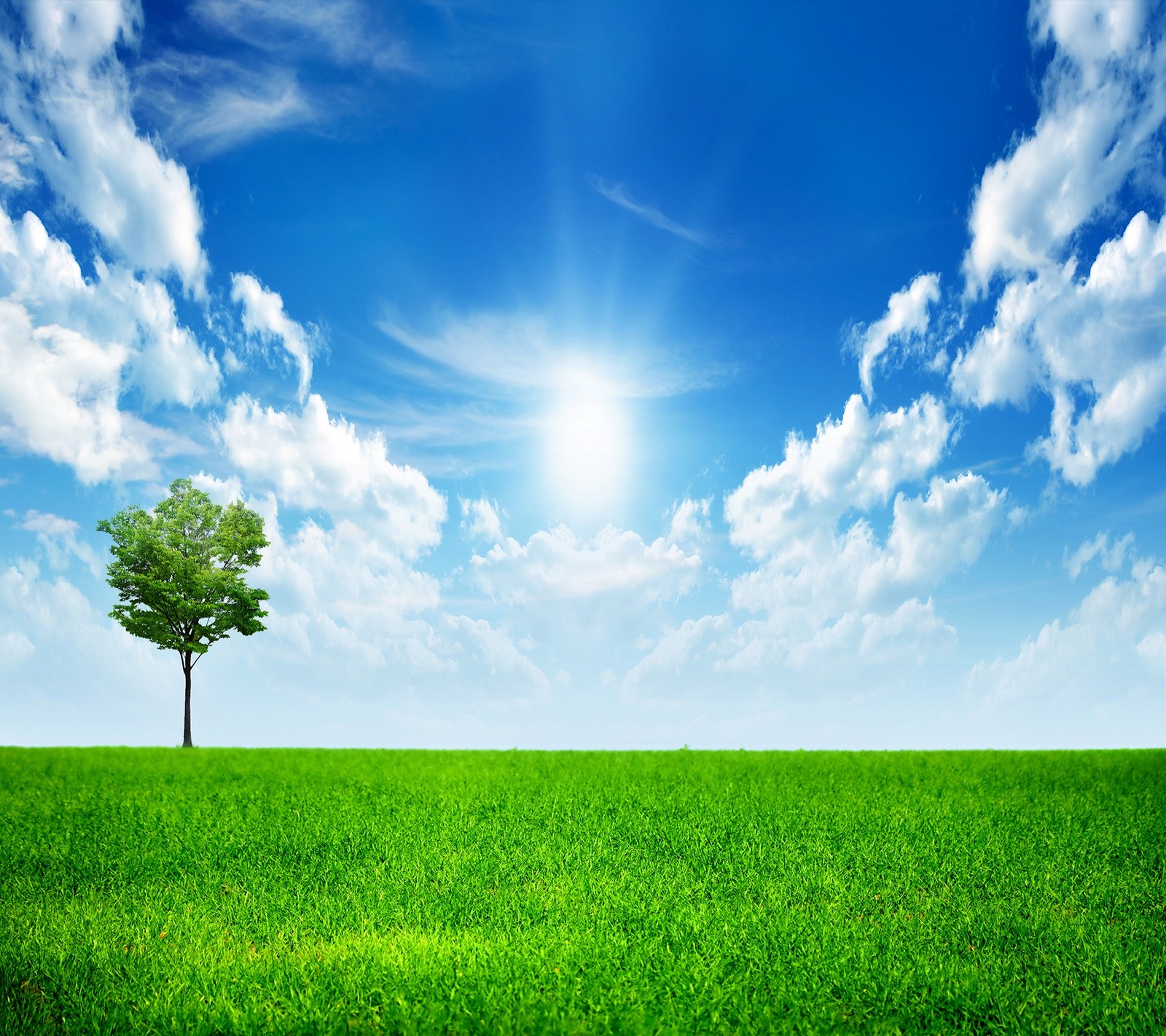 A lone tree in a green field with a bright sun in the background (beautiful nature, beautiful view, good morning, green, sky)