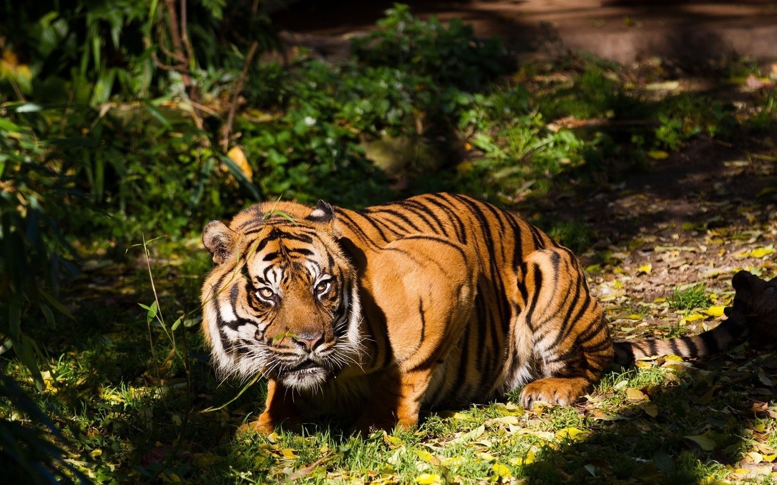 There is a tiger that is walking through the grass (tiger, lion, cat, big cat, sumatran tiger)