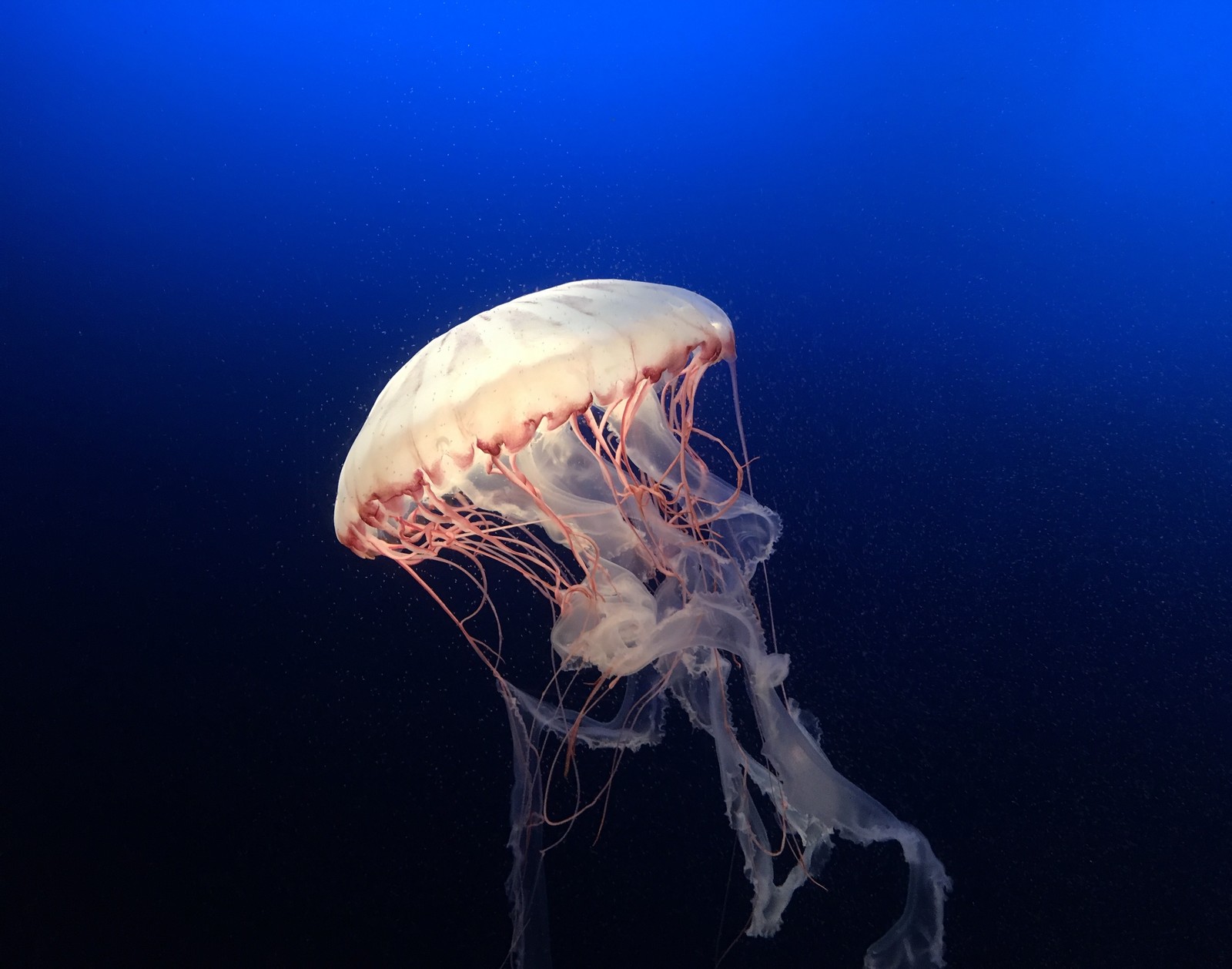 Medusas en el agua con un fondo azul (medusa, cnidarios, invertebrados marinos, invertebrado, agua)