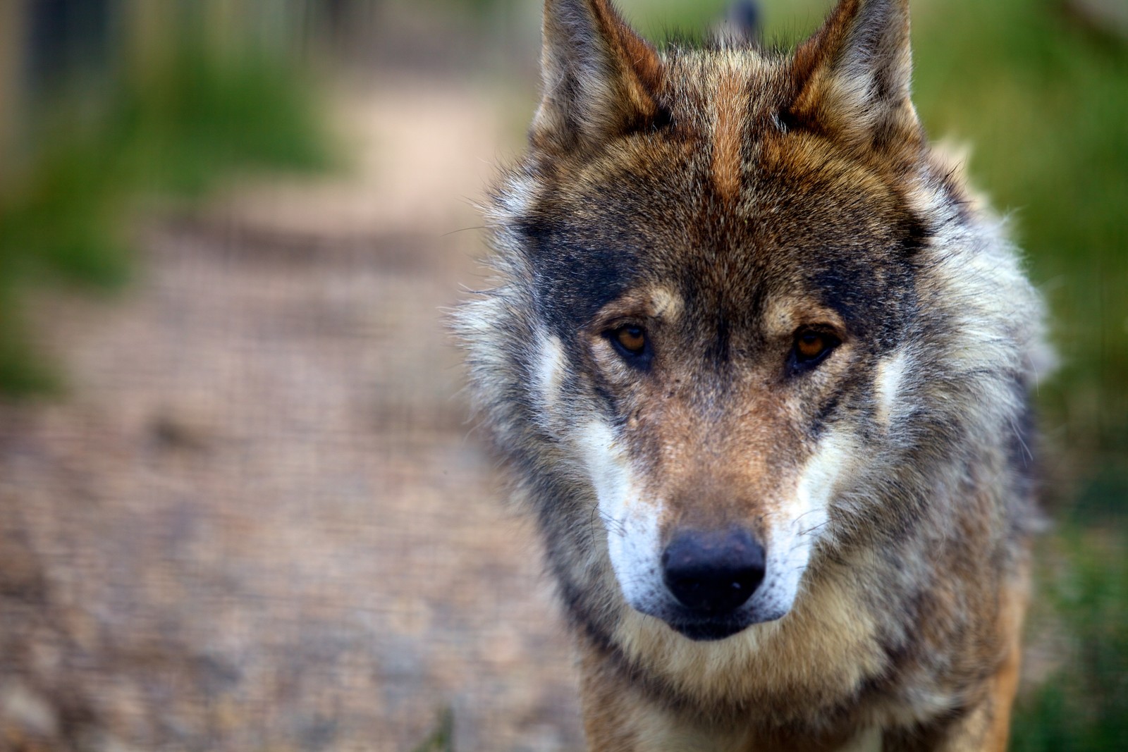 Há um lobo caminhando por um caminho na floresta (lobo, cachorro, canidae, fauna, cão lobo checoslovaco)