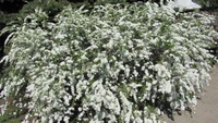 blanc, sous arbrisseau, arbre, plante couvre sol, floraison