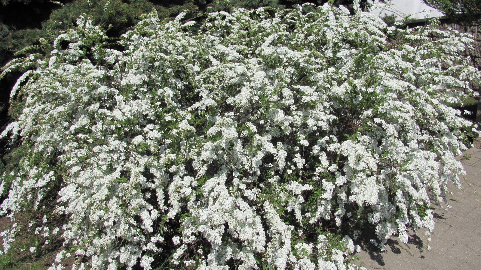 Il y a un buisson de fleurs blanches qui pousse dans le jardin (blanc, sous arbrisseau, arbre, plante couvre sol, floraison)