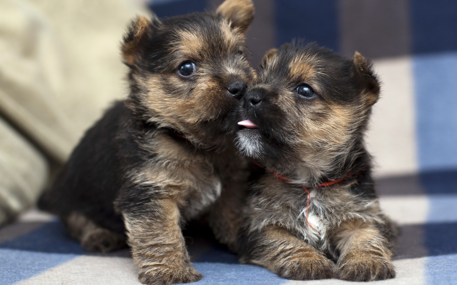 Há dois filhotes pequenos sentados em uma manta xadrez azul e branca (filhote, terrier de cairn, fofura, raça de cachorro, vertebrado)