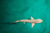 requin, poisson, sous leau, biologie marine, bois flotté