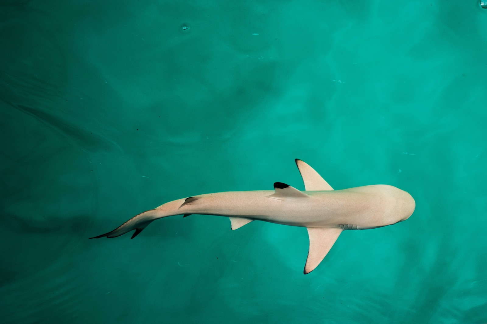 Um tubarão nadando na água com uma aleta preta (tubarão, peixe, subaquático, biologia marinha, madeira flutuante)