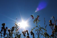 Flores silvestres iluminadas por el sol bajo un cielo azul claro