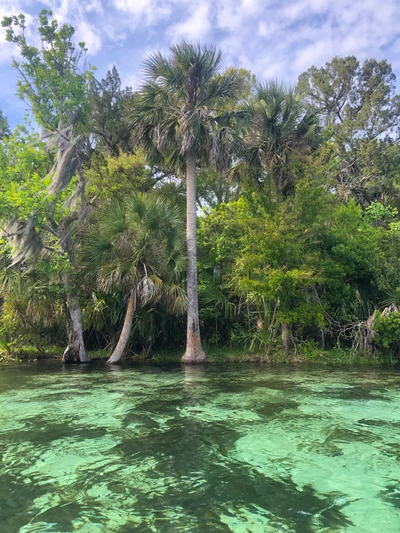 Üppige Vegetation, die sich in ruhigen Gewässern spiegelt