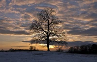 Árvore majestosa silhuetada contra um pôr do sol de inverno