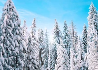 nieve, árbol, abeto, invierno, escarcha