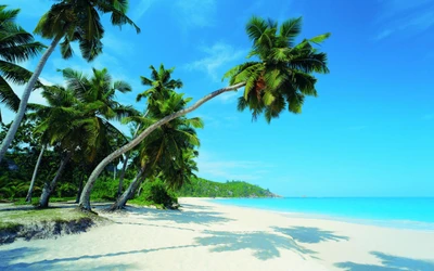 Paradis tropical : Palmiers luxuriants sur une plage caribéenne sereine.