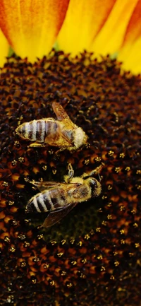 Bees Pollinating Sunflower: A Close-Up of Nature's Essential Workers