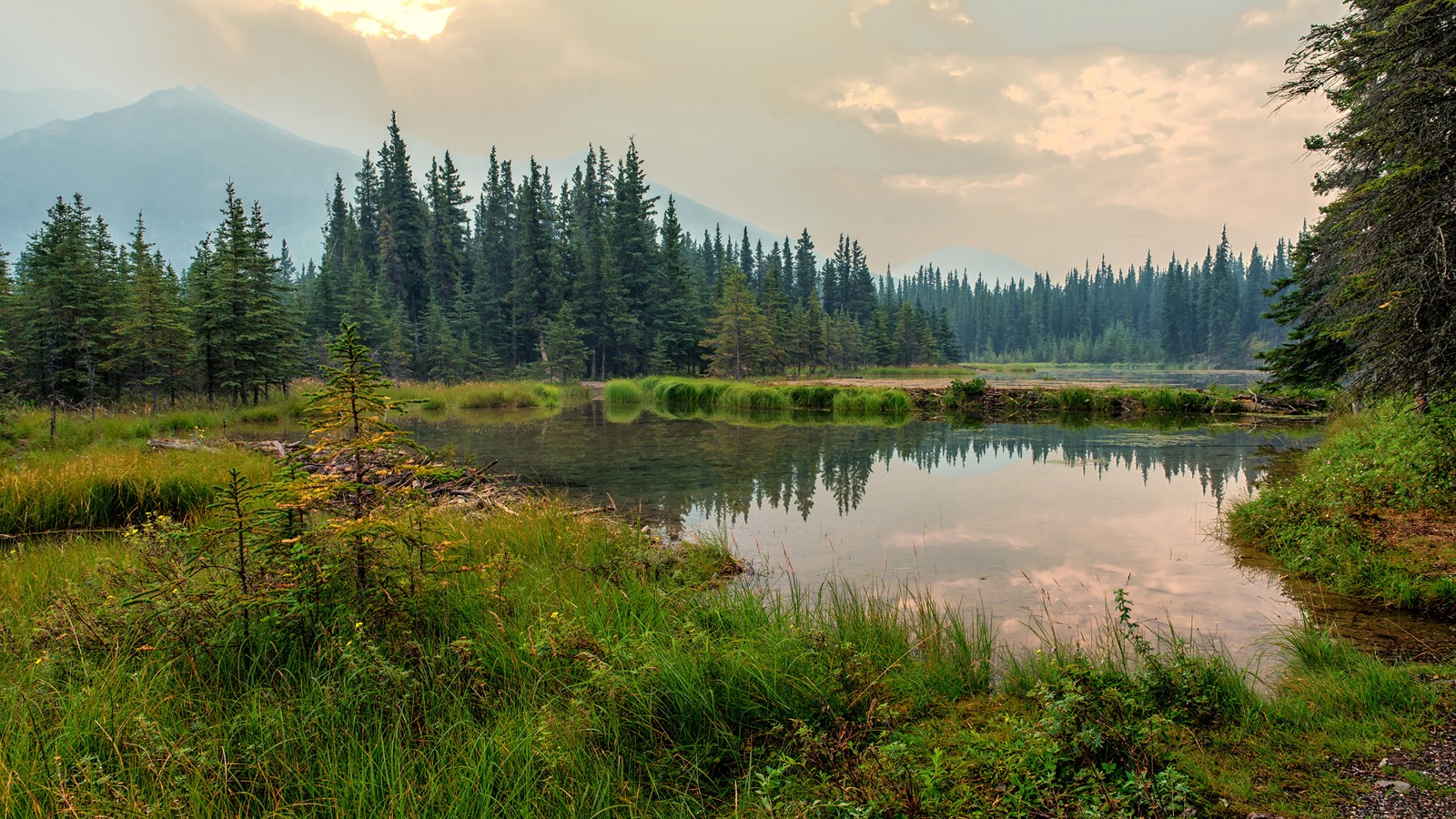 There is a small pond in the middle of a forest (park, denali, nature, wilderness, reflection)