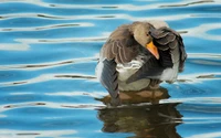 Птицы водоплавающие чистят перья на отражающих водах