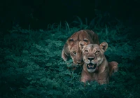 Lions majestueux cachés dans une verdure luxuriante