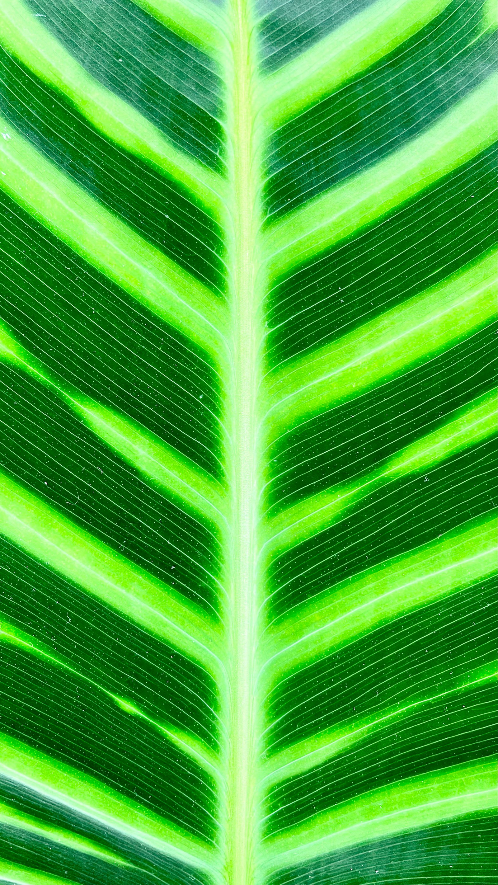 A close up of a green leaf with a very thin line of lines (grass, plant stem, banana leaf, plant, green)