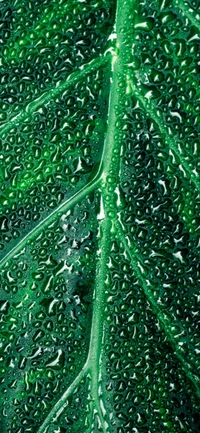 Electric Blue Drops on a Leaf: A Study in Moisture and Texture