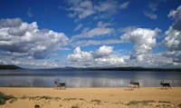 Reindeer Grazing by a Tranquil Lake Under a Cloudy Sky