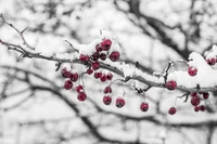 Snow-Covered Branch with Red Berries in Winter