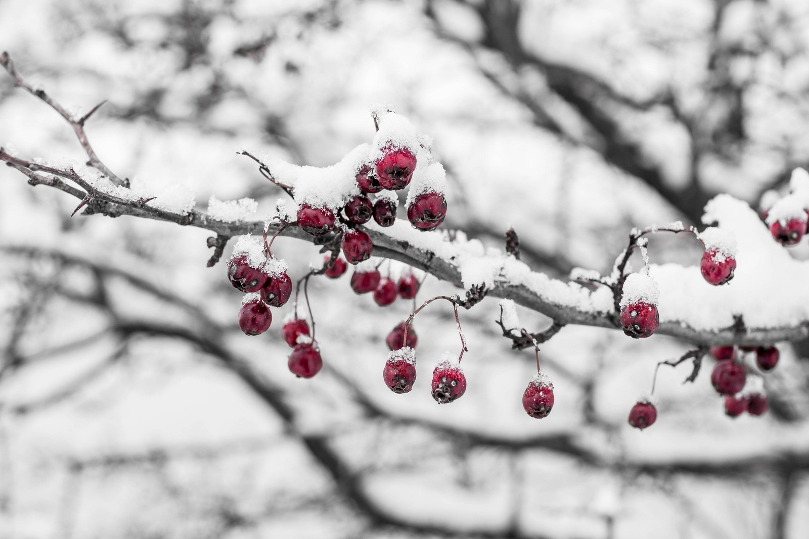 snow, branch, winter, freezing, twig wallpaper