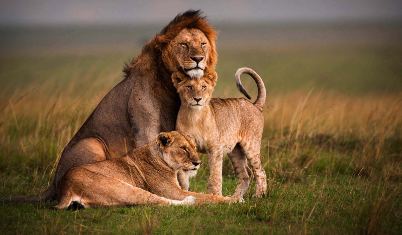 Двое львов сидят вместе в траве (лев, масаи мара, maasai mara, большая кошка, дикая природа)