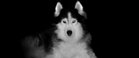 A striking black and white portrait of a Siberian Husky, showcasing its captivating blue eyes and distinct facial features against a dark background.