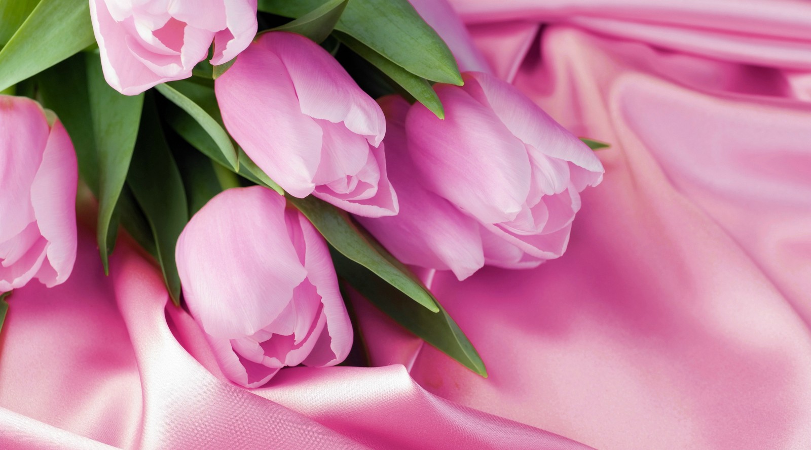 There are pink tulips on a pink satin cloth (flowering plant, pink, petal, flower, cut flowers)