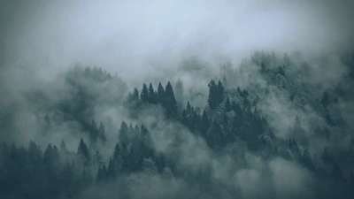 Forêt de montagne énigmatique enveloppée de brume matinale