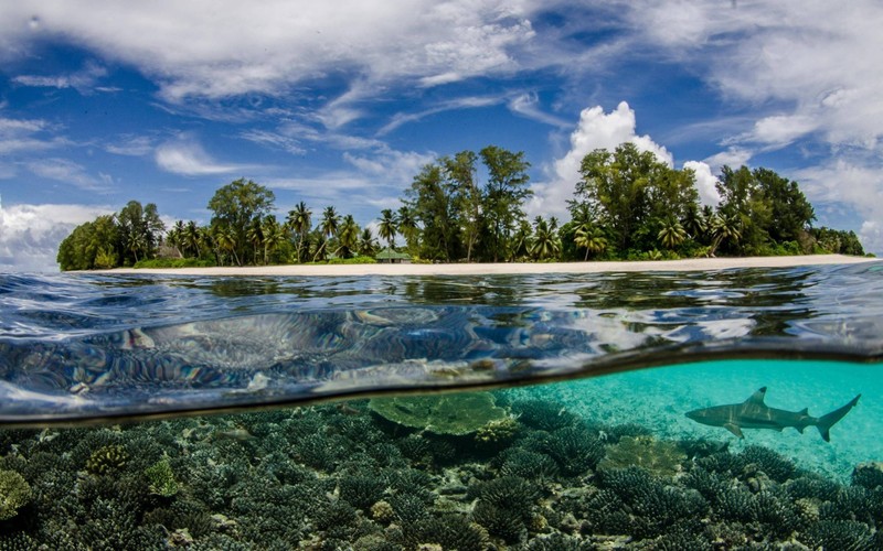 Un requin nage dans les eaux claires d'une île tropicale (seychelles, plage, mer, eau, nature)